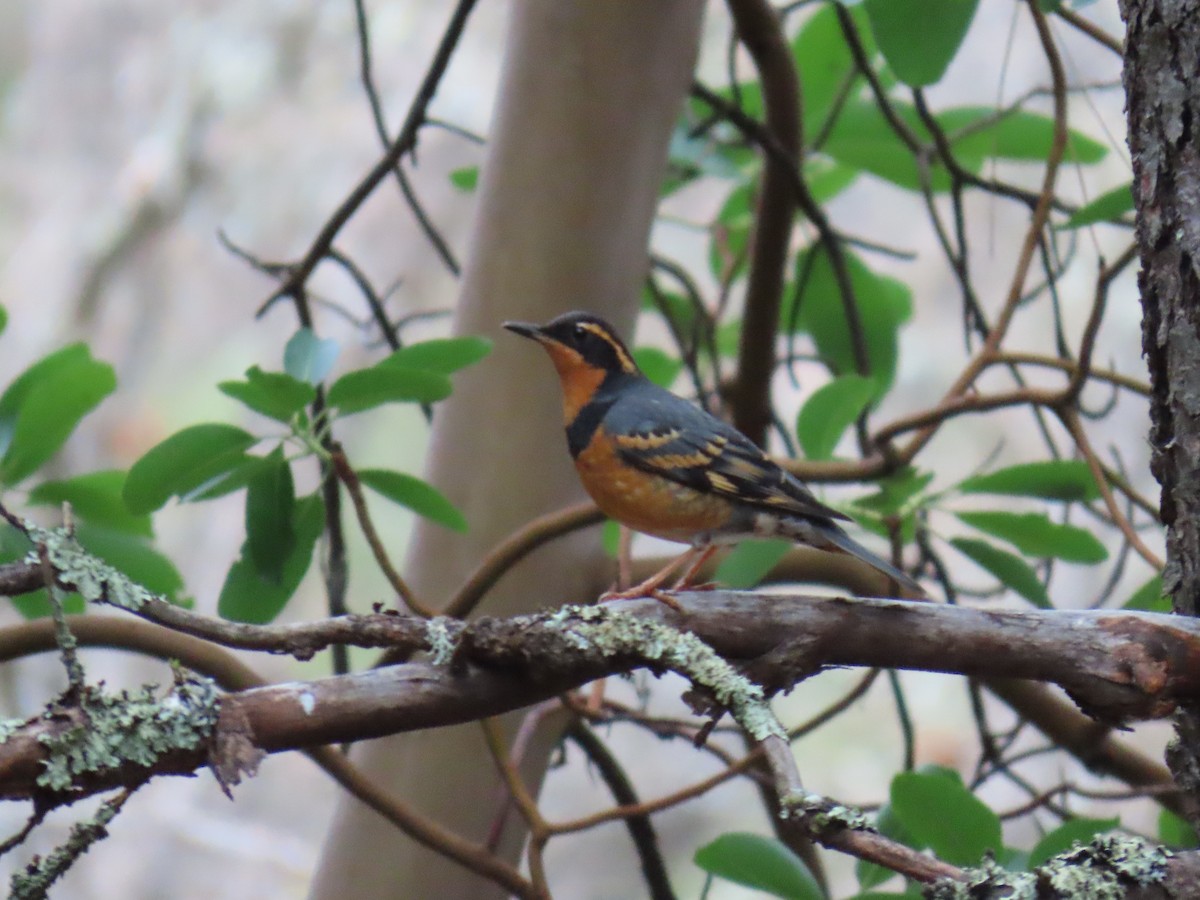 Varied Thrush - ML615981280