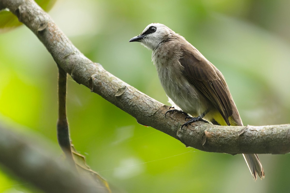 Yellow-vented Bulbul - ML615981291