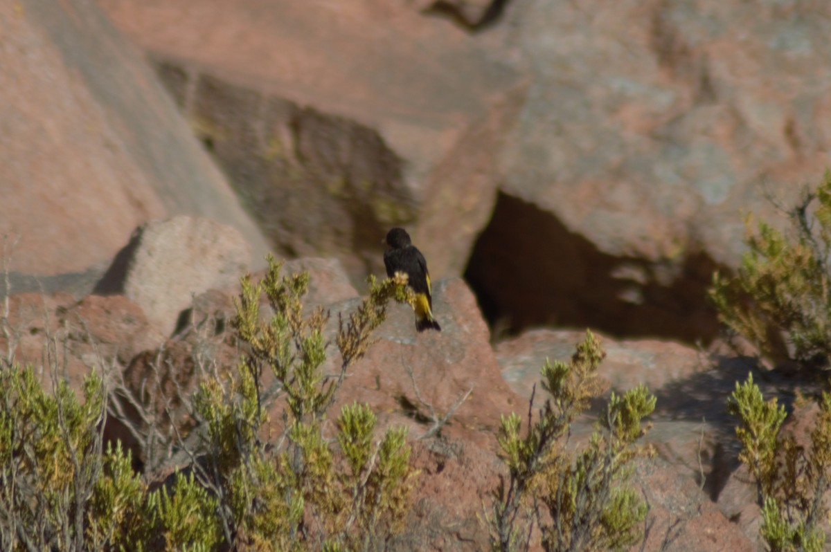 Black Siskin - Gabriel Sandon