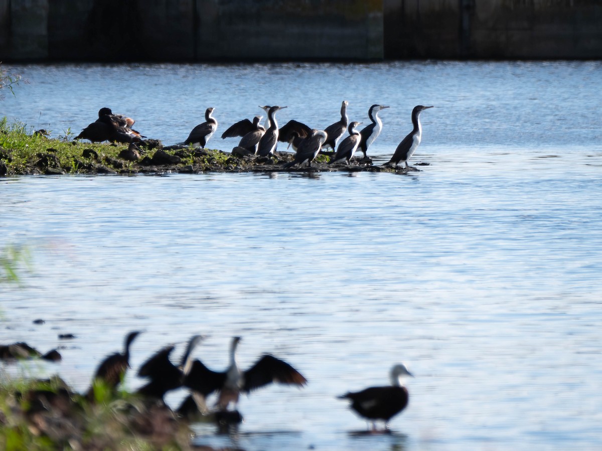 Pied Cormorant - ML615981305