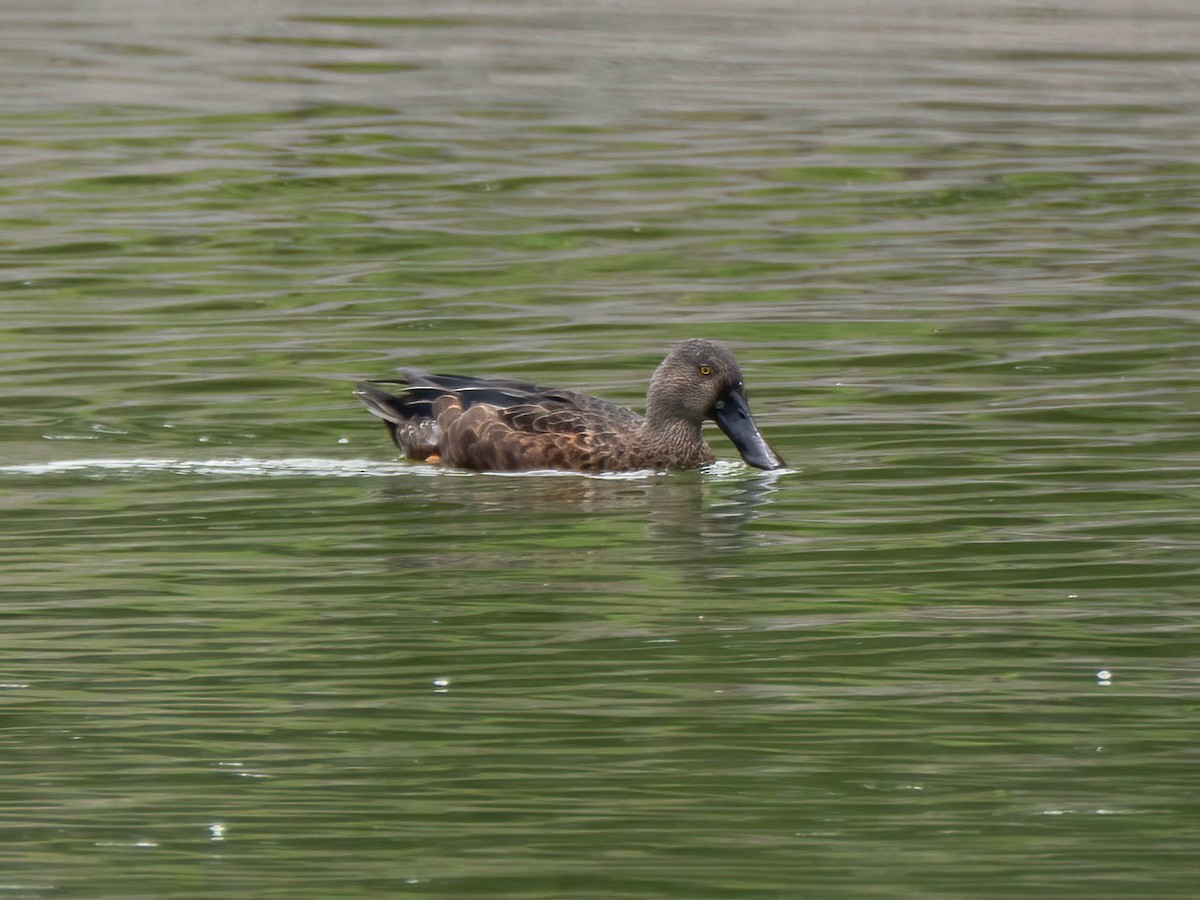 Australasian Shoveler - ML615981310