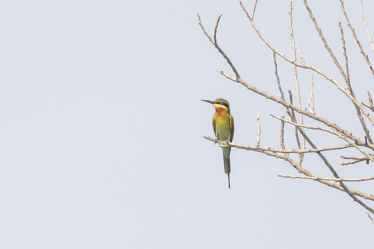 Blue-tailed Bee-eater - ML615981314