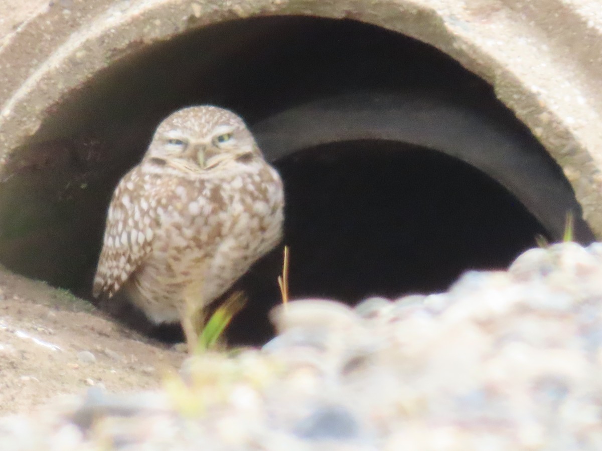 Burrowing Owl - ML615981318