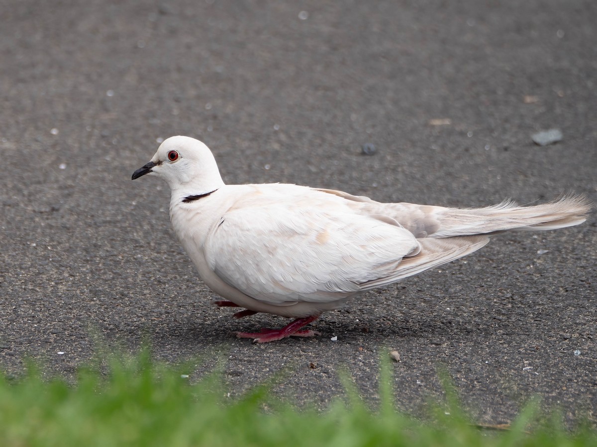 African Collared-Dove - ML615981326