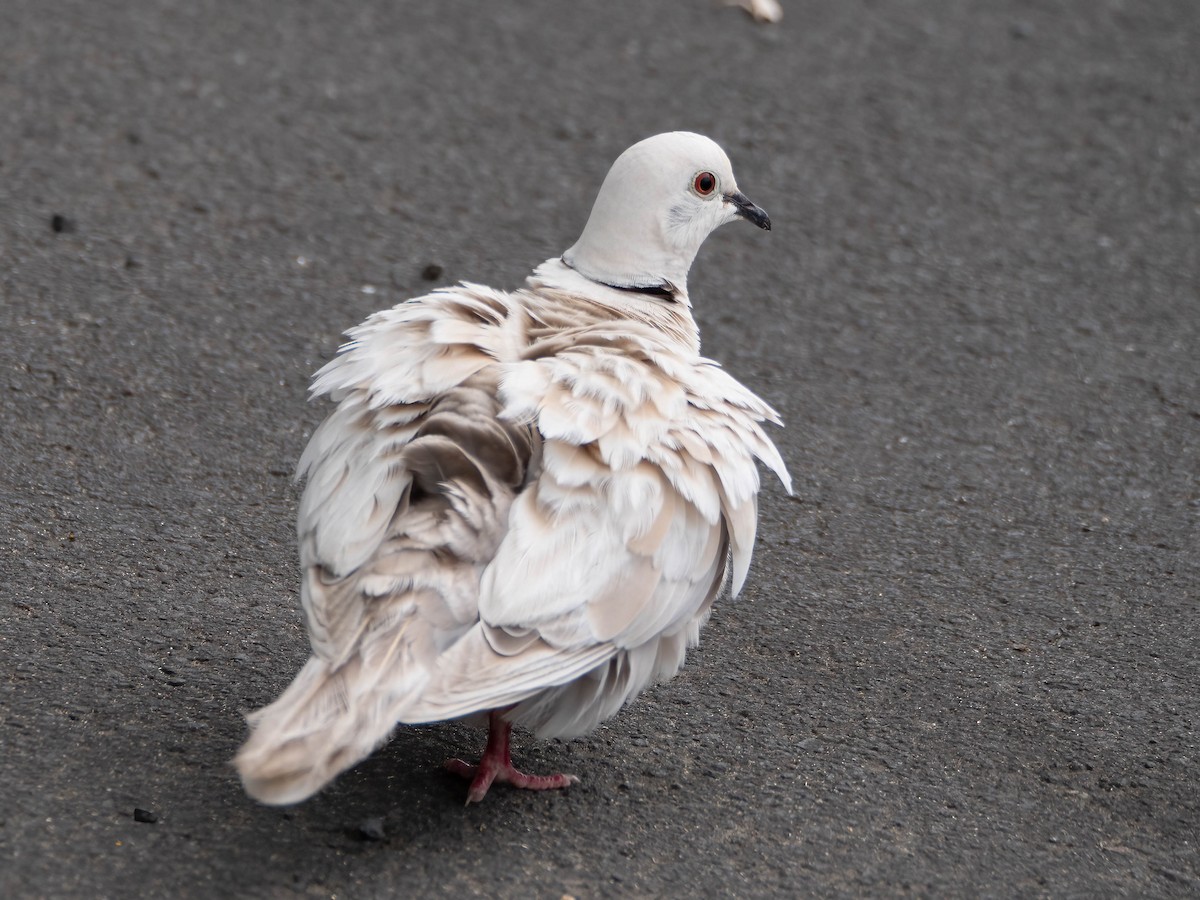 African Collared-Dove - ML615981327