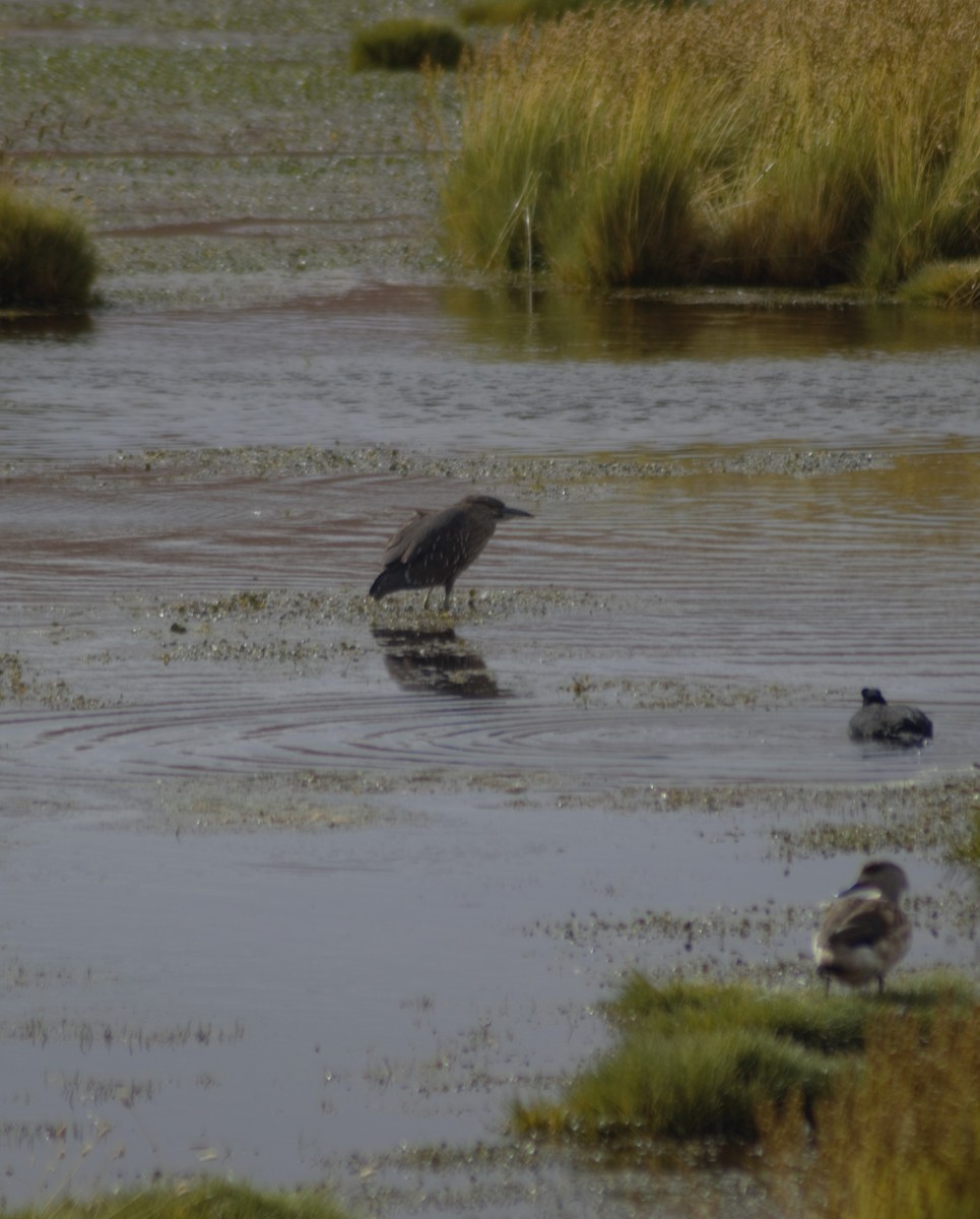 Black-crowned Night Heron - Gabriel Sandon