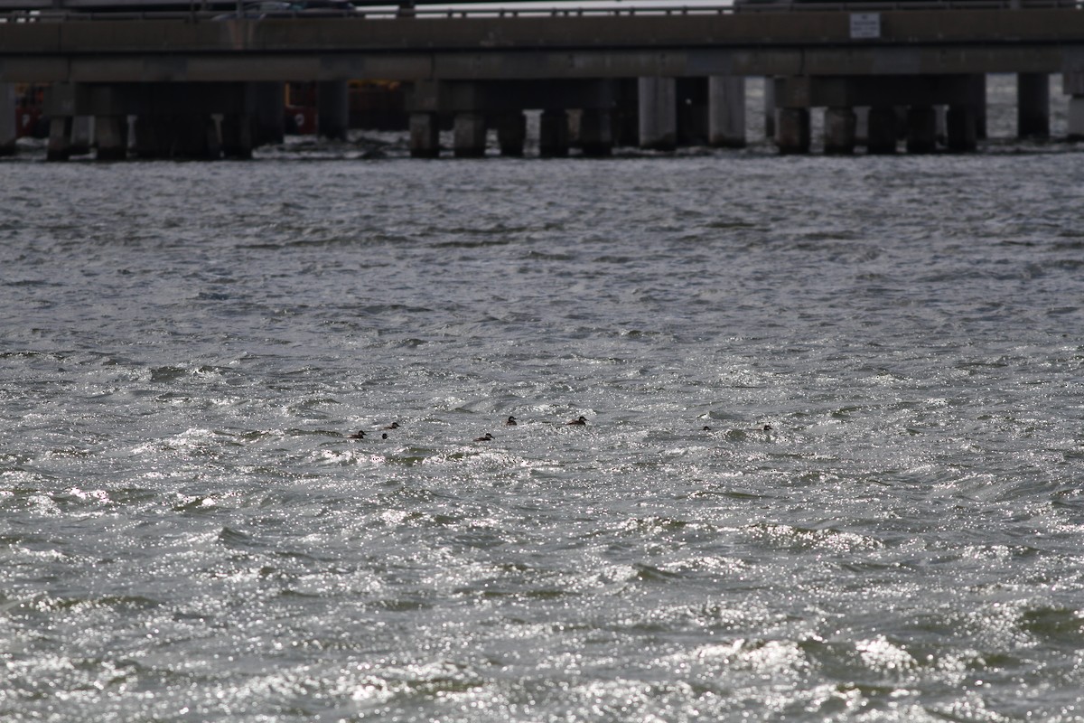 Ruddy Duck - ML615981348