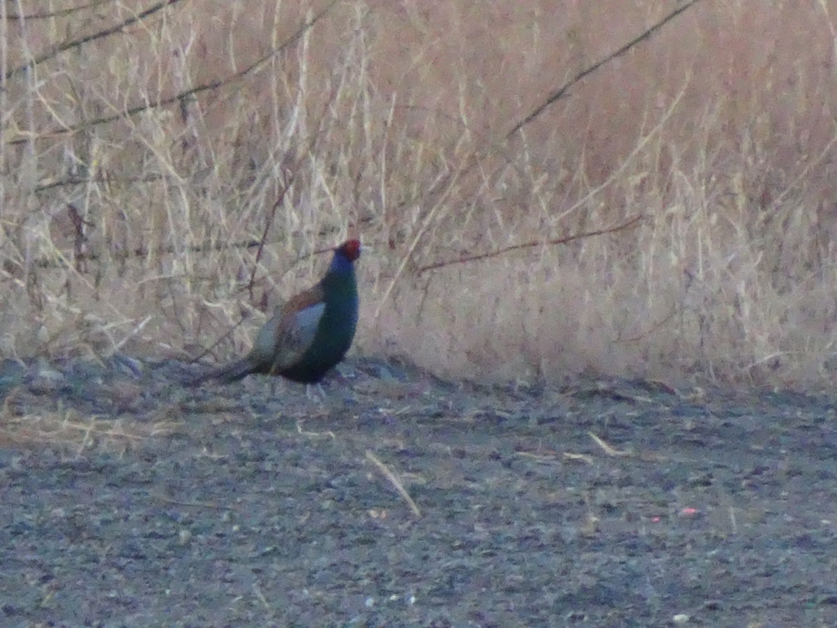 Green Pheasant - ML615981364