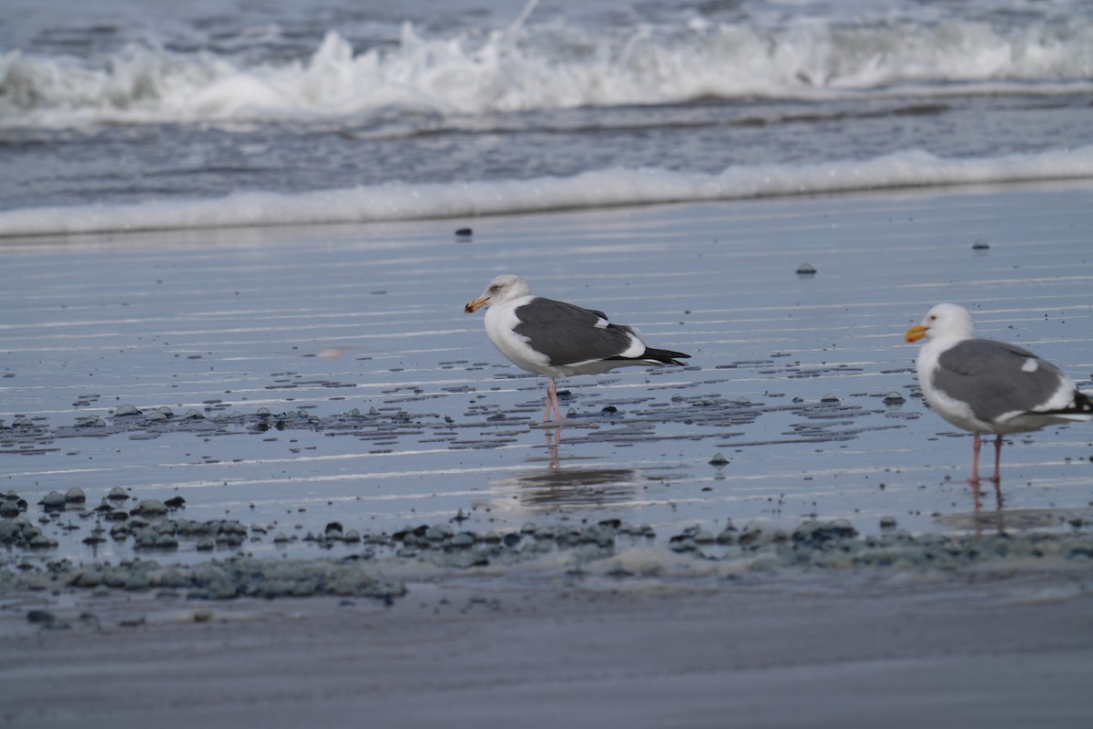 Western Gull - ML615981378