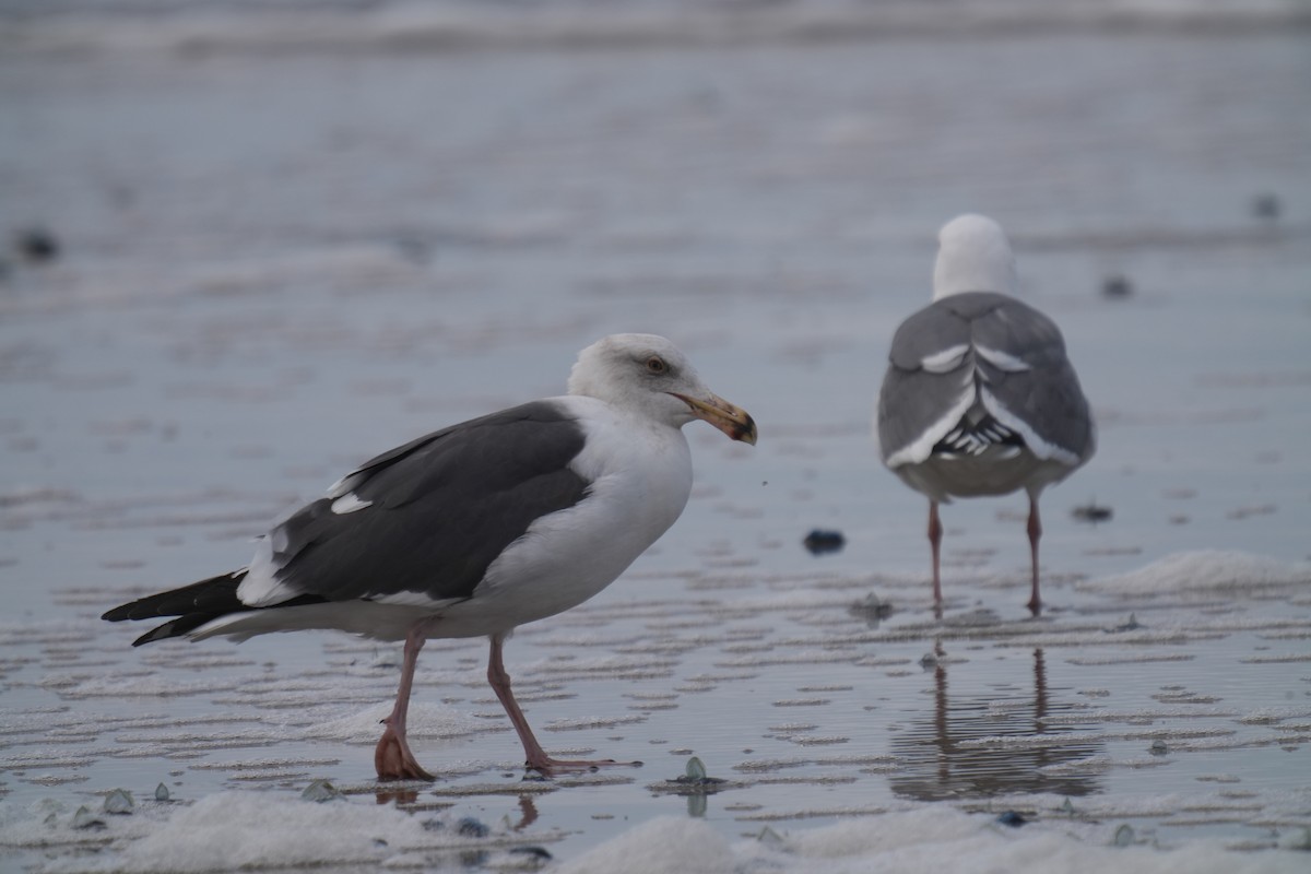 Goéland d'Audubon - ML615981379