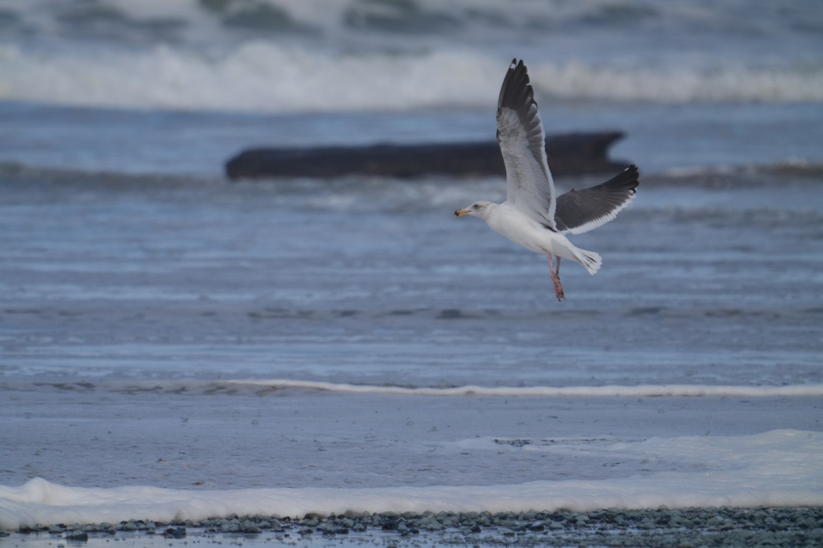 Western Gull - ML615981380