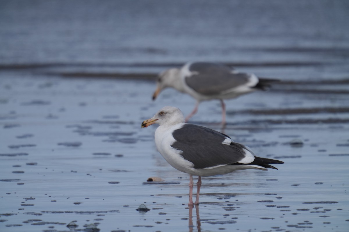 Western Gull - ML615981381