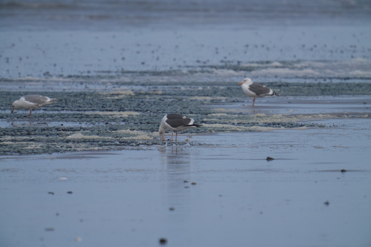 Western Gull - Kevin Scaldeferri