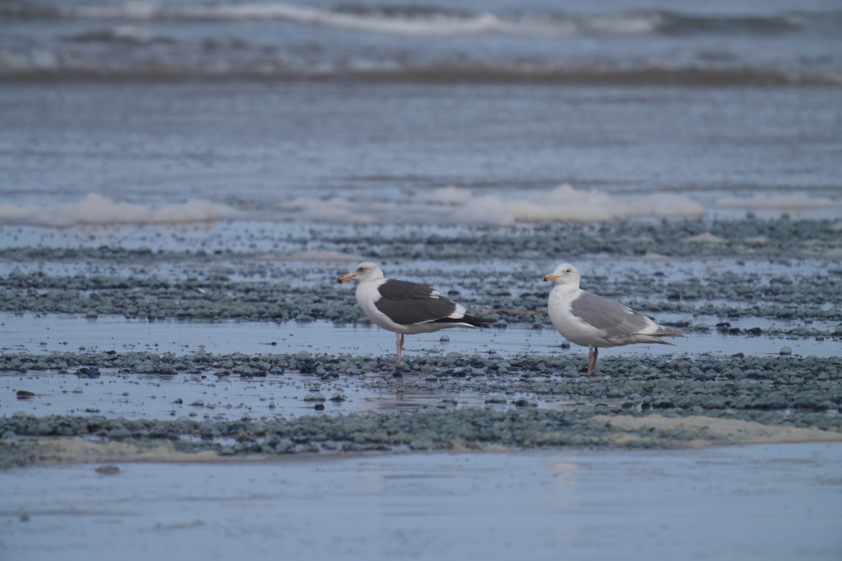 Western Gull - ML615981384