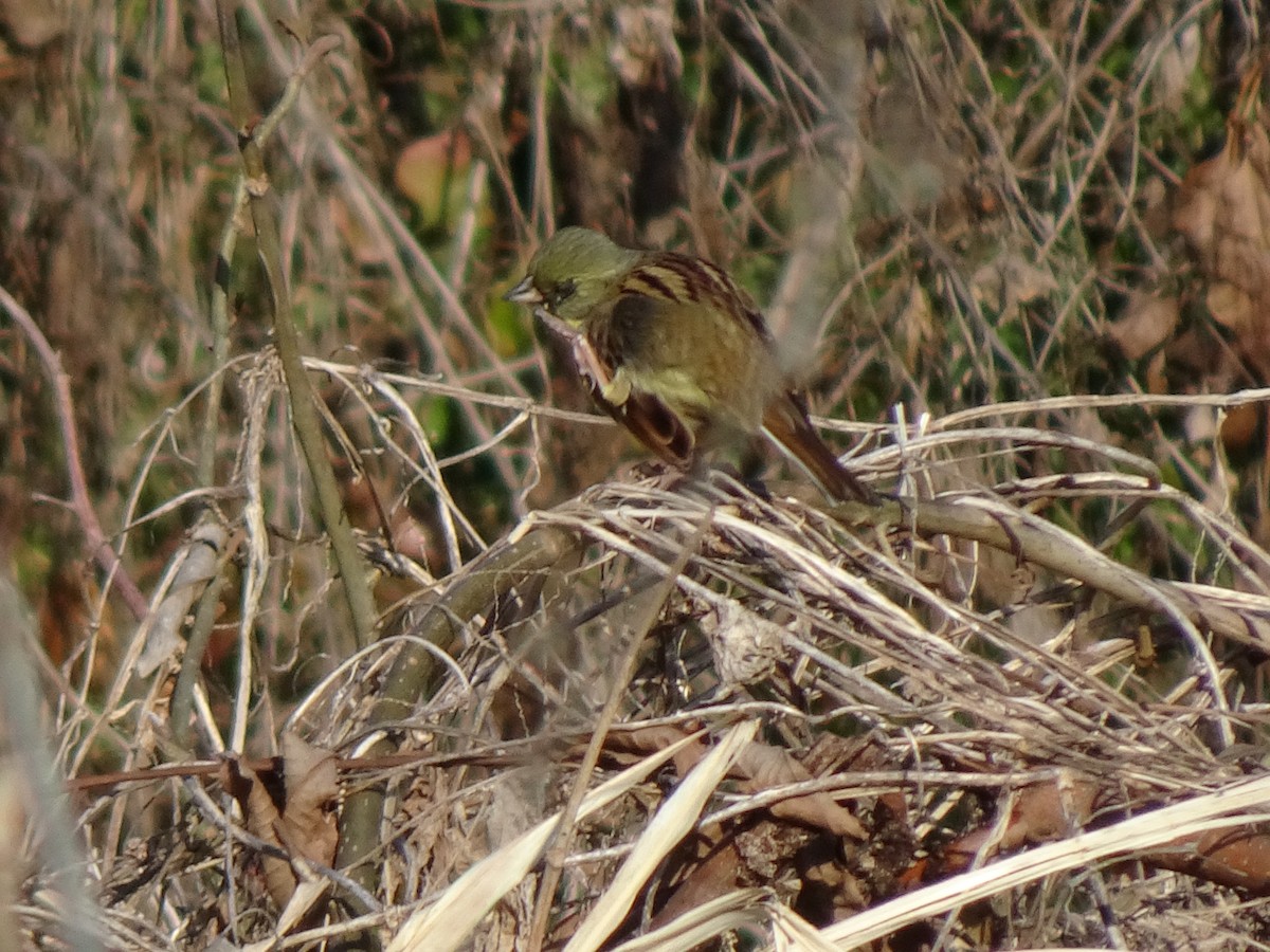 Masked Bunting - ML615981397