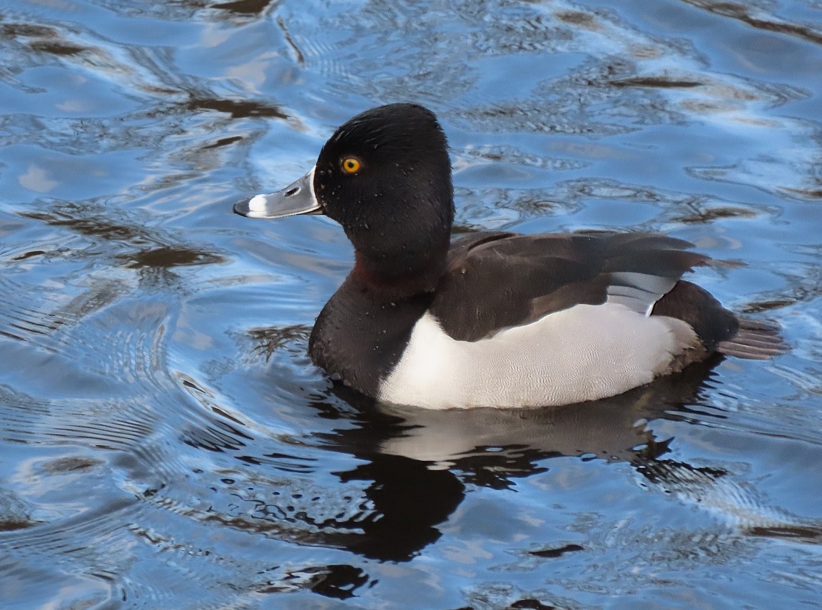 Ring-necked Duck - ML615981400