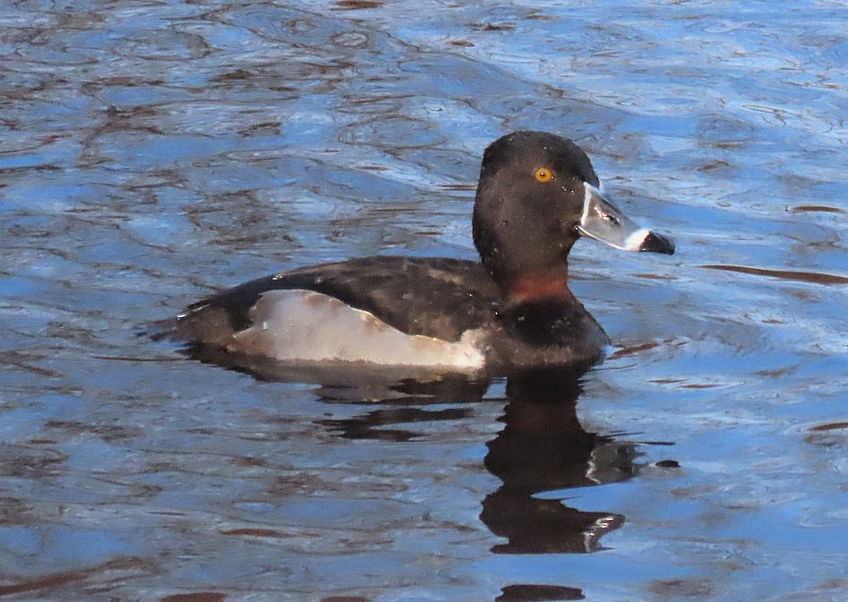 Ring-necked Duck - ML615981413