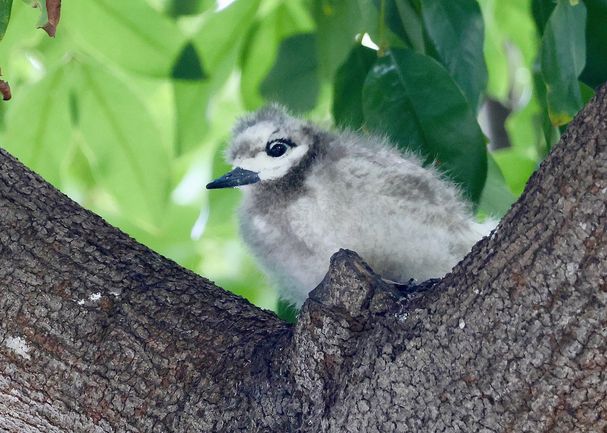 White Tern (Pacific) - ML615981434