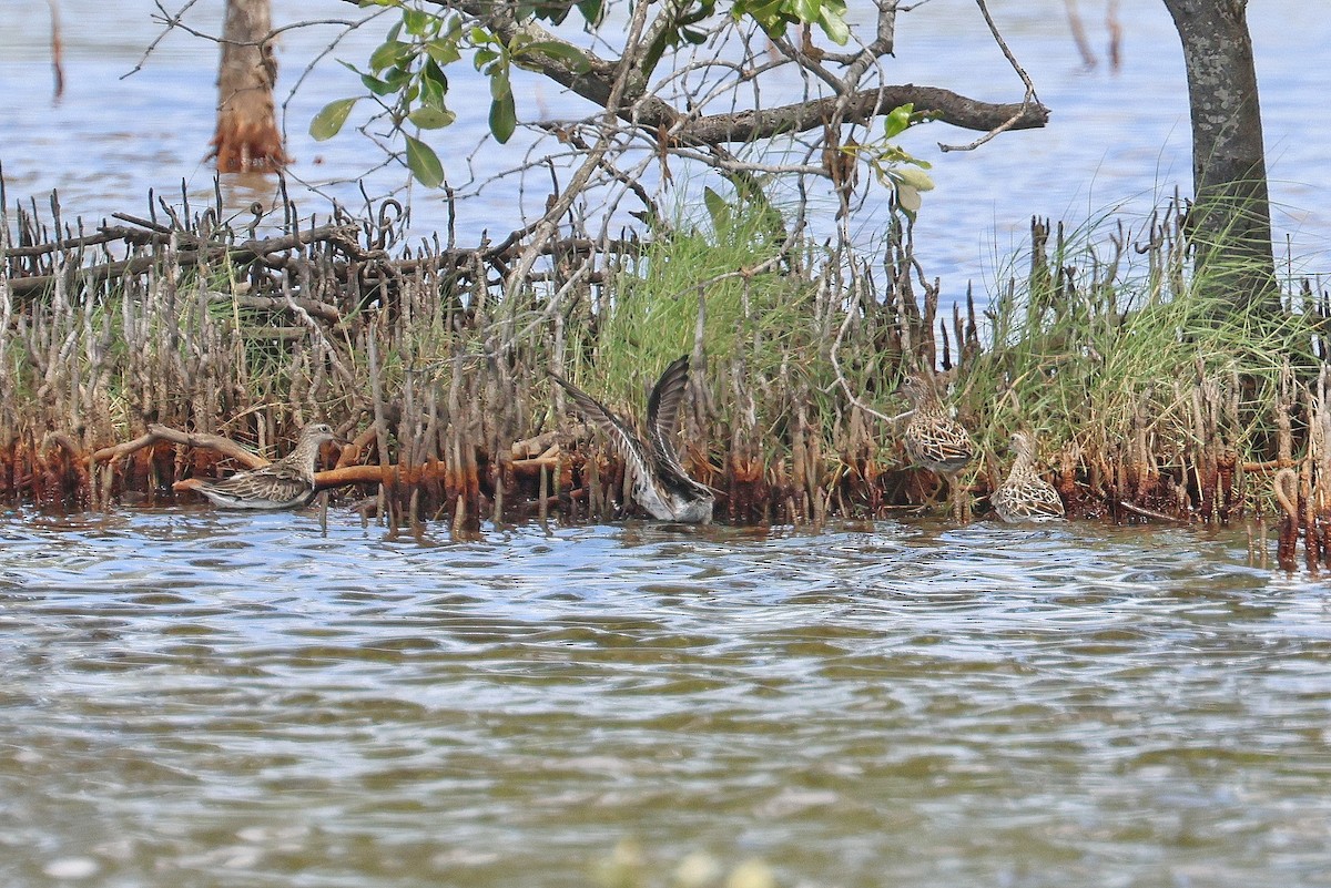 Sharp-tailed Sandpiper - Lorix Bertling