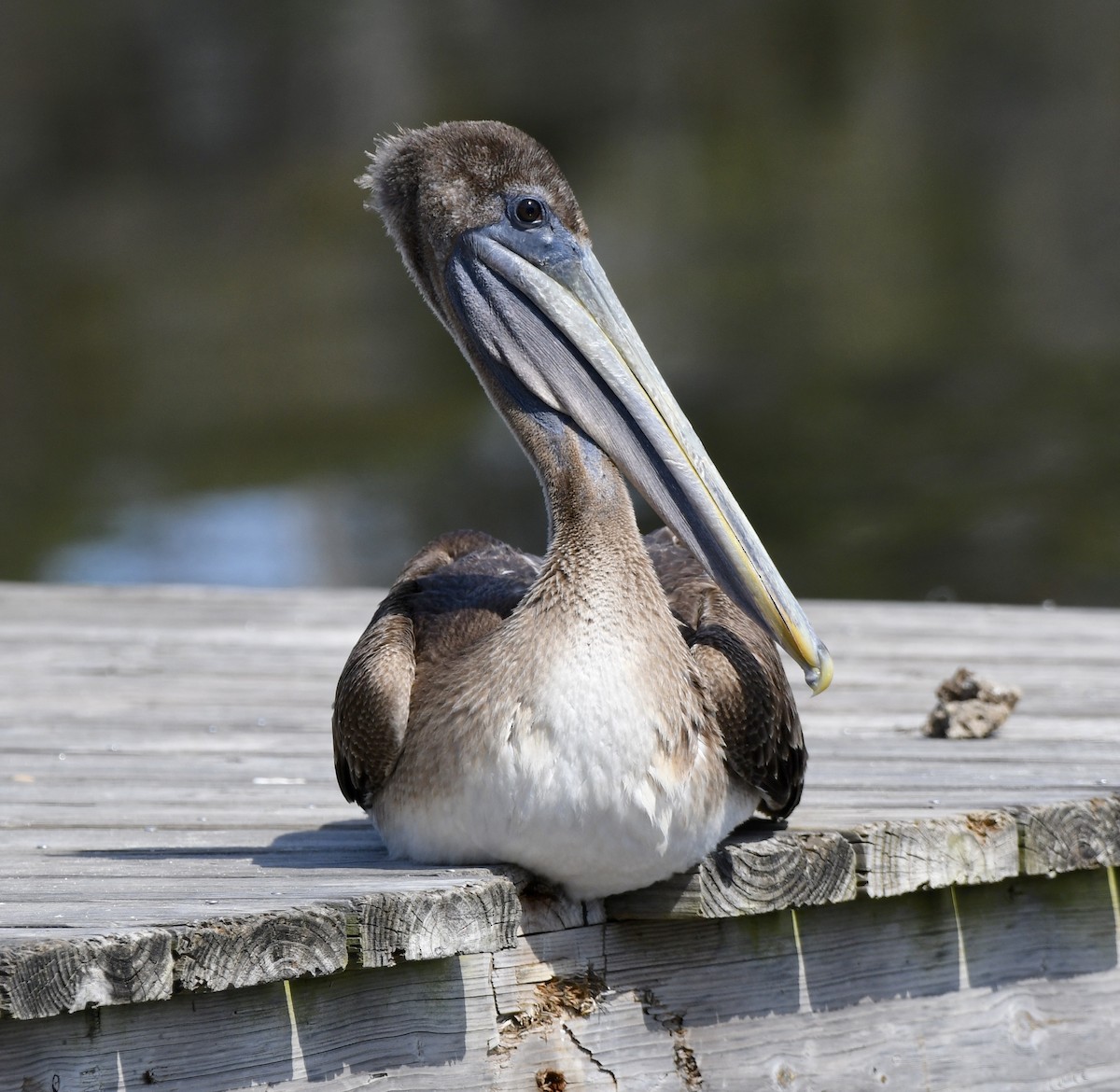 pelikán hnědý - ML615981550