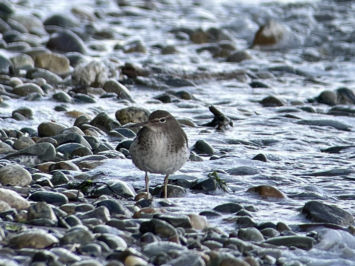 Spotted Sandpiper - ML615981576