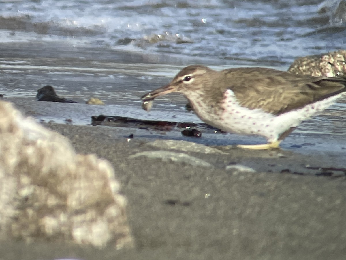 Spotted Sandpiper - ML615981577