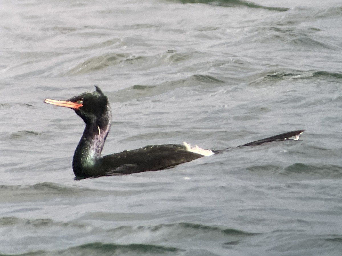 Pelagic Cormorant - ML615981601