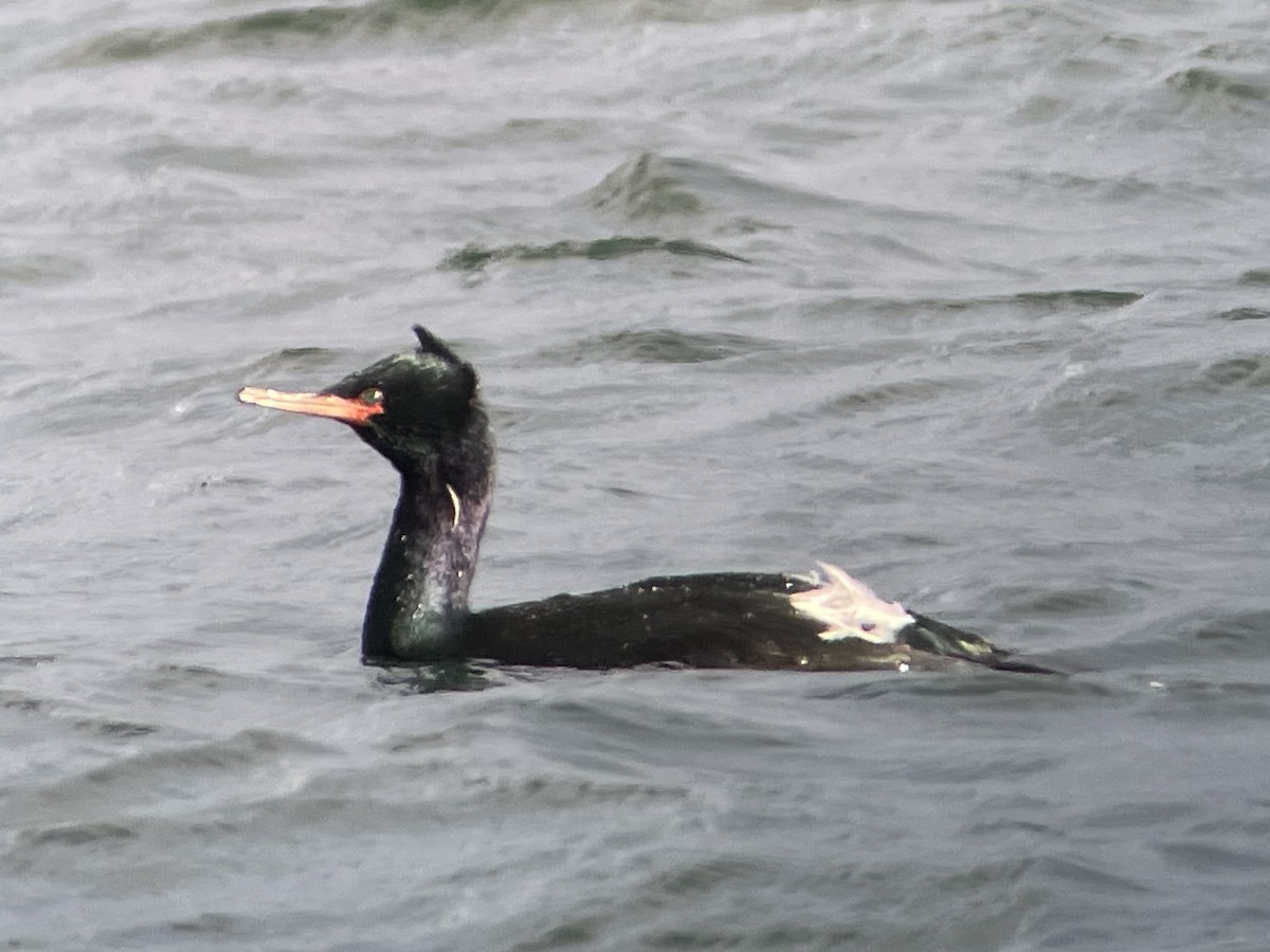 Pelagic Cormorant - ML615981602