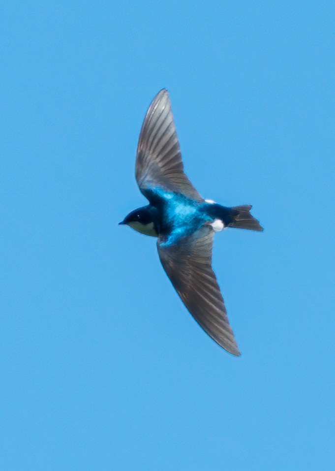 Tree Swallow - Steve Colwell