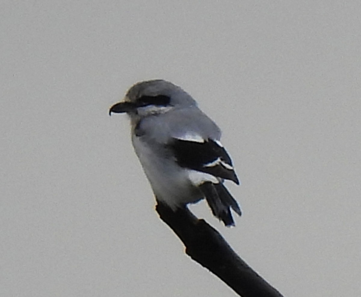 Northern Shrike - Rick Bennett