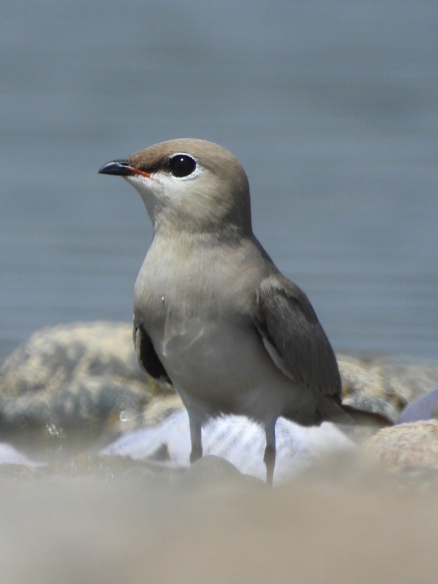 Small Pratincole - ML615981630