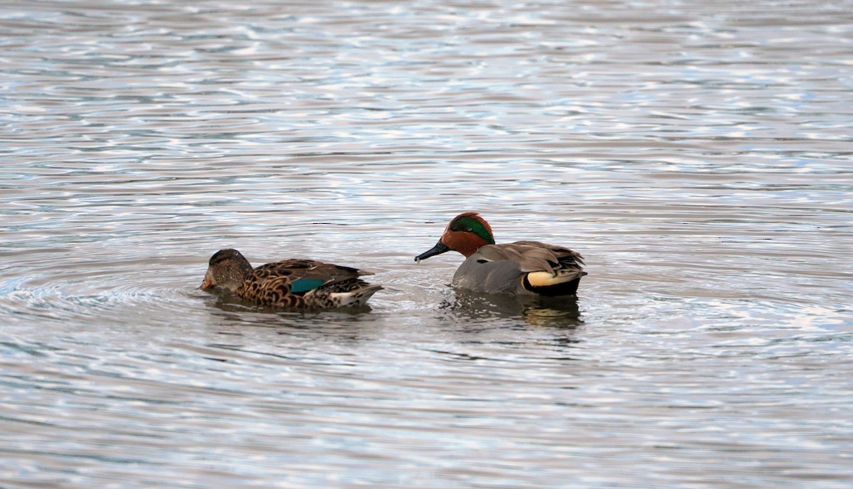 Green-winged Teal - ML615981680