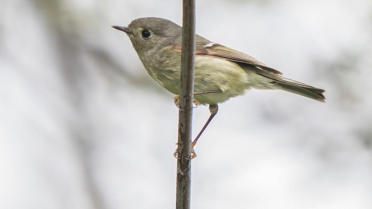 Ruby-crowned Kinglet - ML615981695