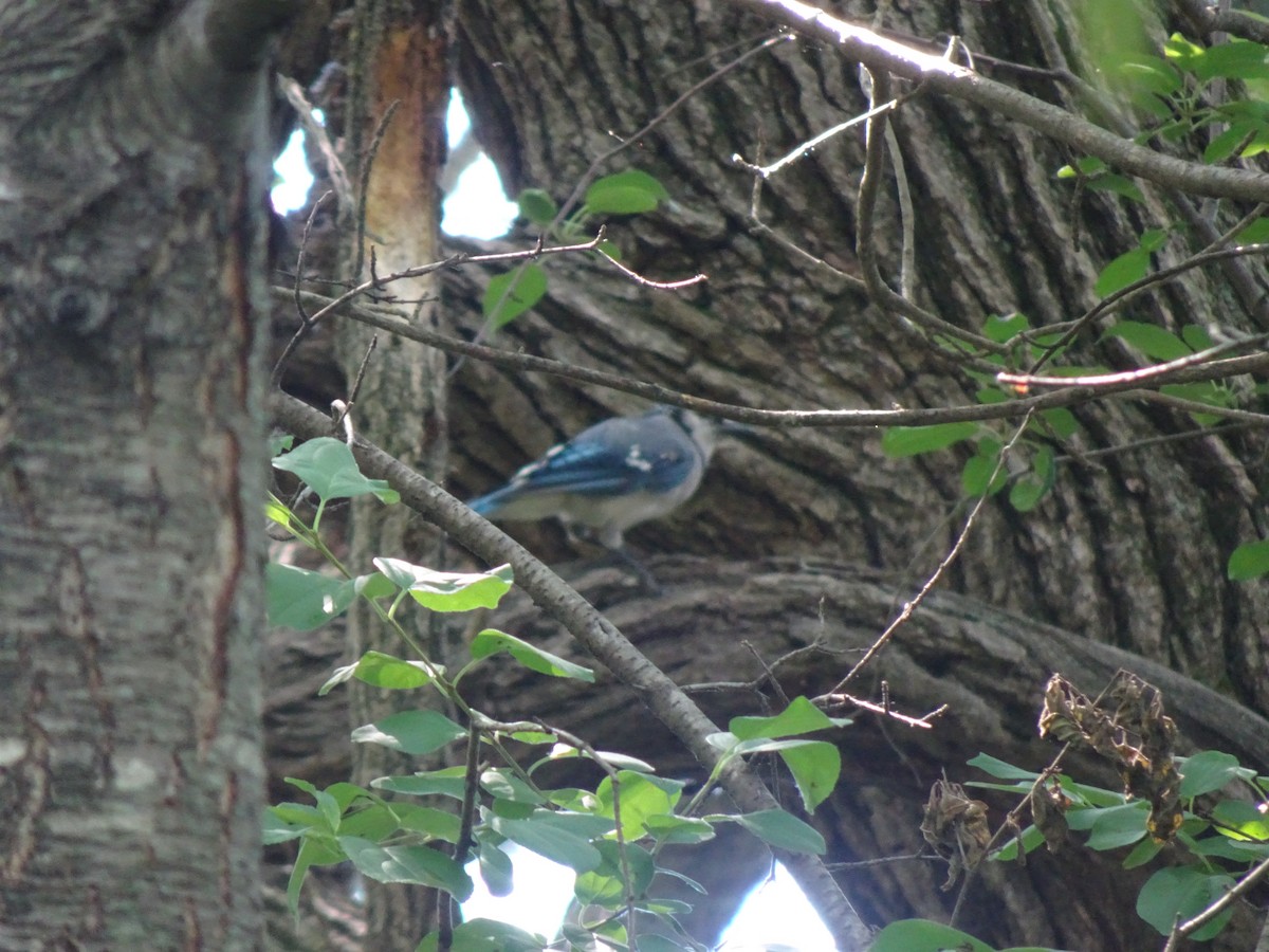 Blue Jay - ML615981705