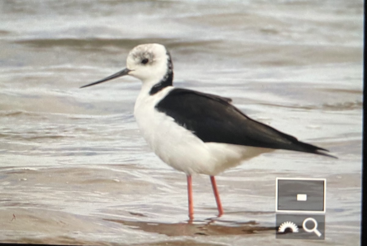 Pied Stilt - ML615981720