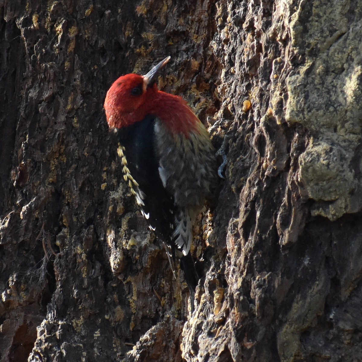 Red-breasted Sapsucker - Zachary Perry