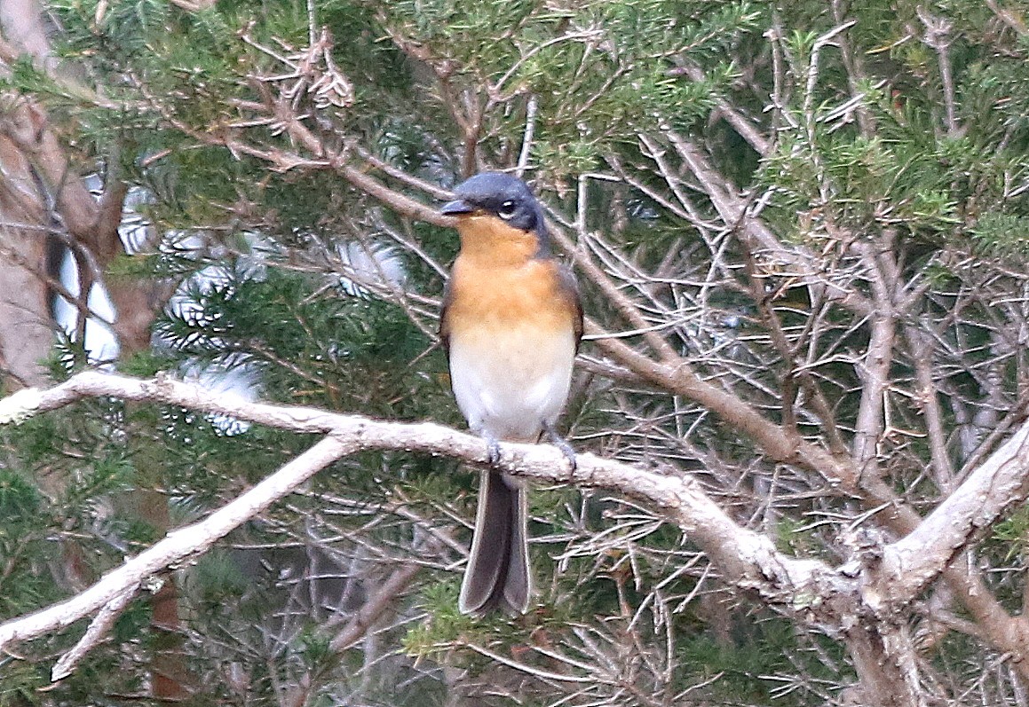 Satin Flycatcher - ML615981800