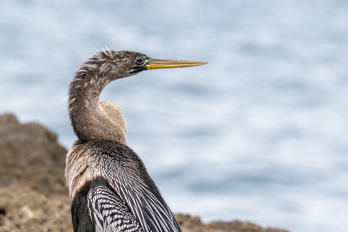 Anhinga - ML615981801