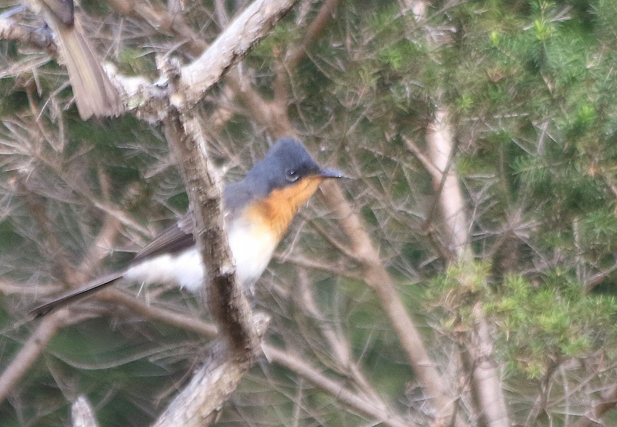 Satin Flycatcher - ML615981802