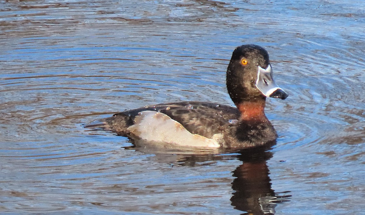 Ring-necked Duck - ML615981804