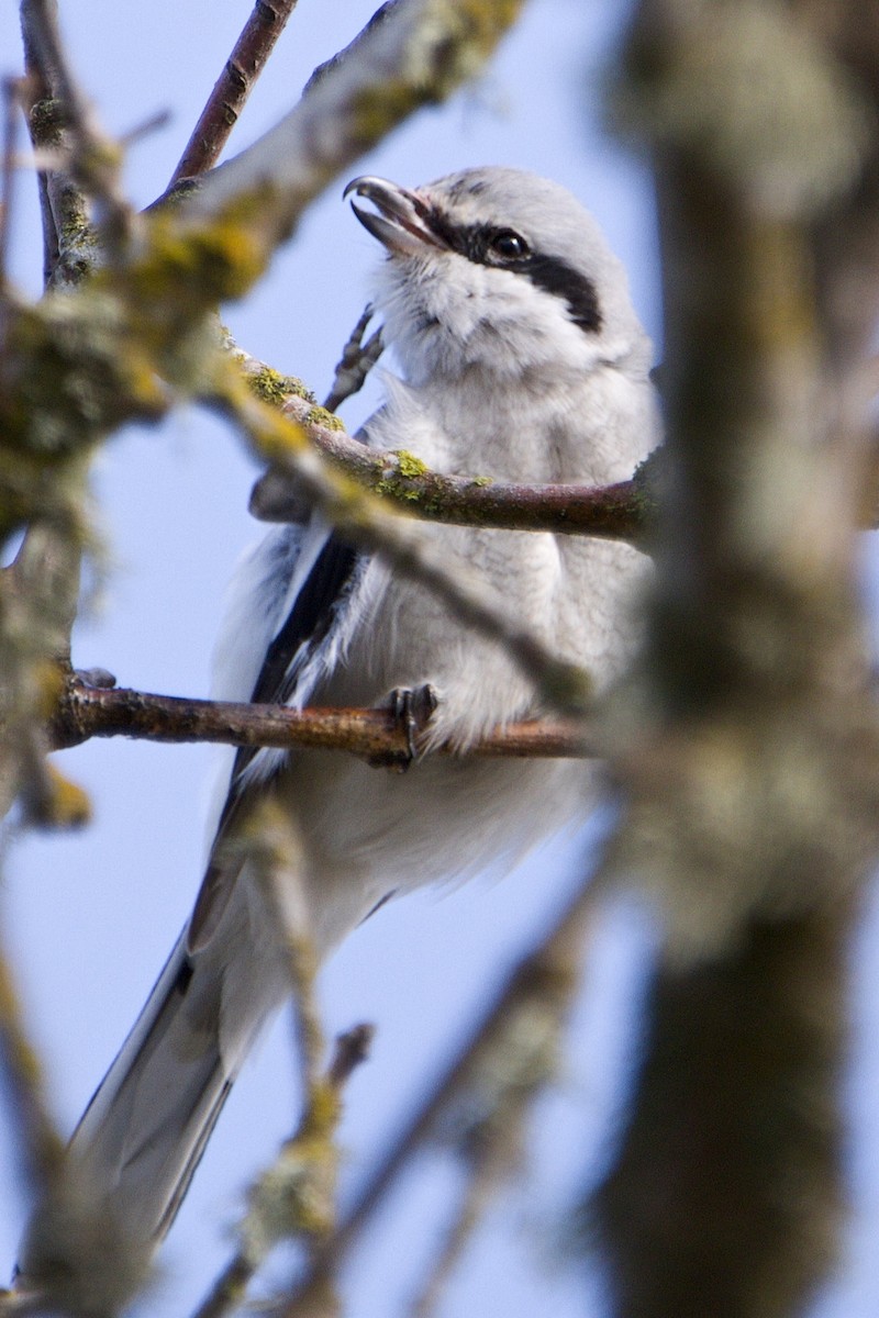 Northern Shrike - ML615981806