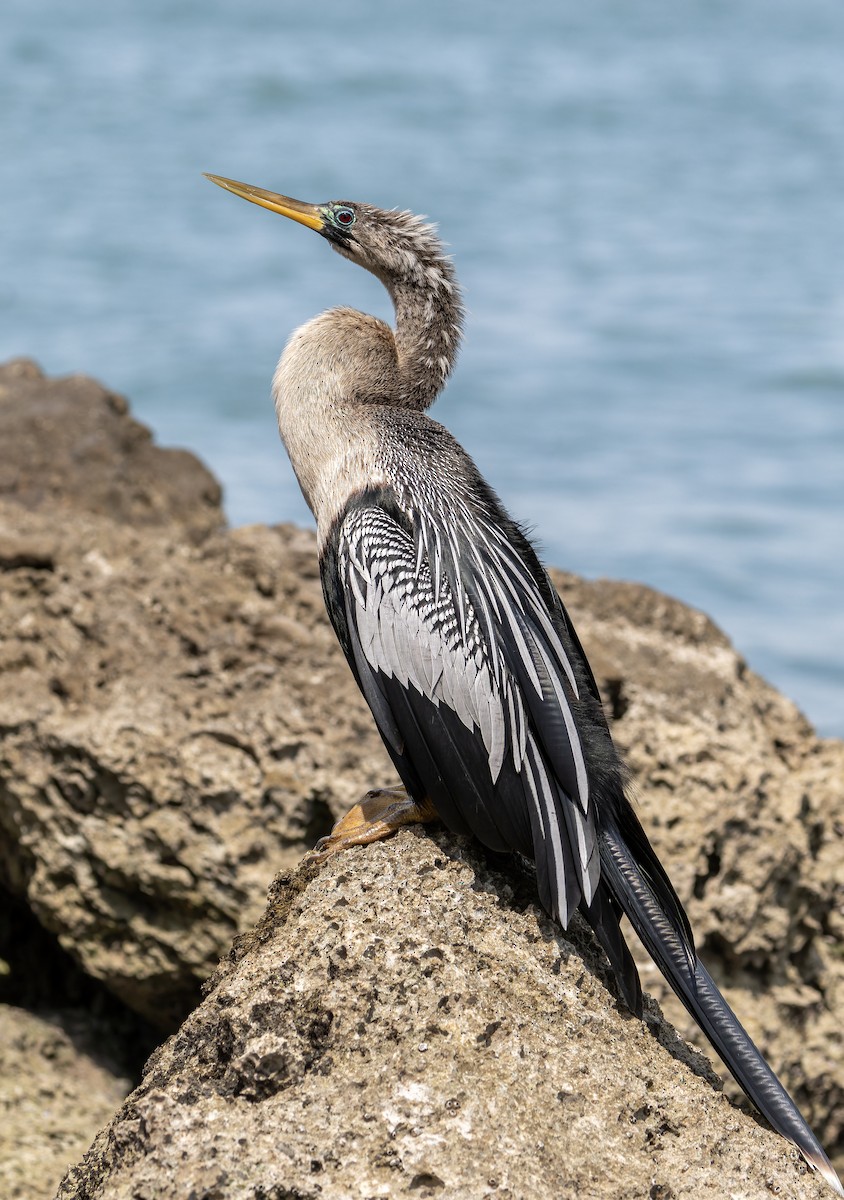 Anhinga - ML615981808