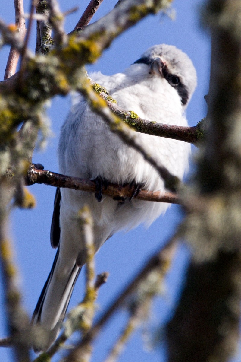 Northern Shrike - ML615981809