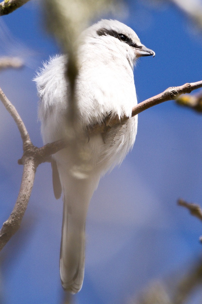 Northern Shrike - ML615981810