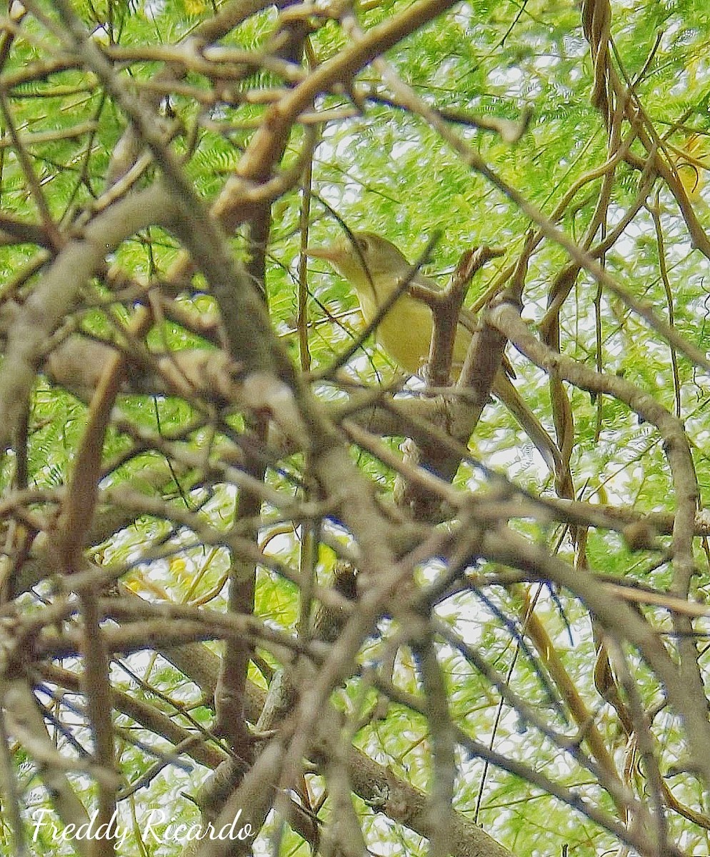 Cuban Vireo - ML615981832