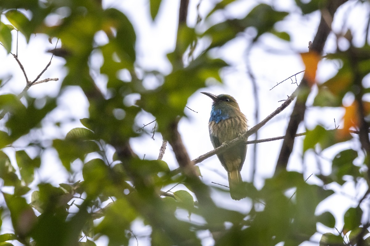 Blue-bearded Bee-eater - ML615981835