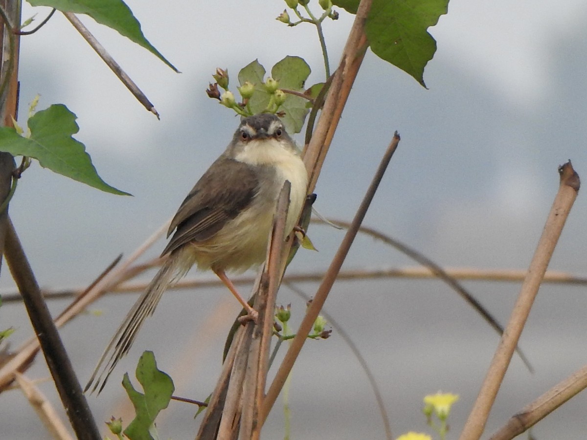 Plain Prinia - ML615981882