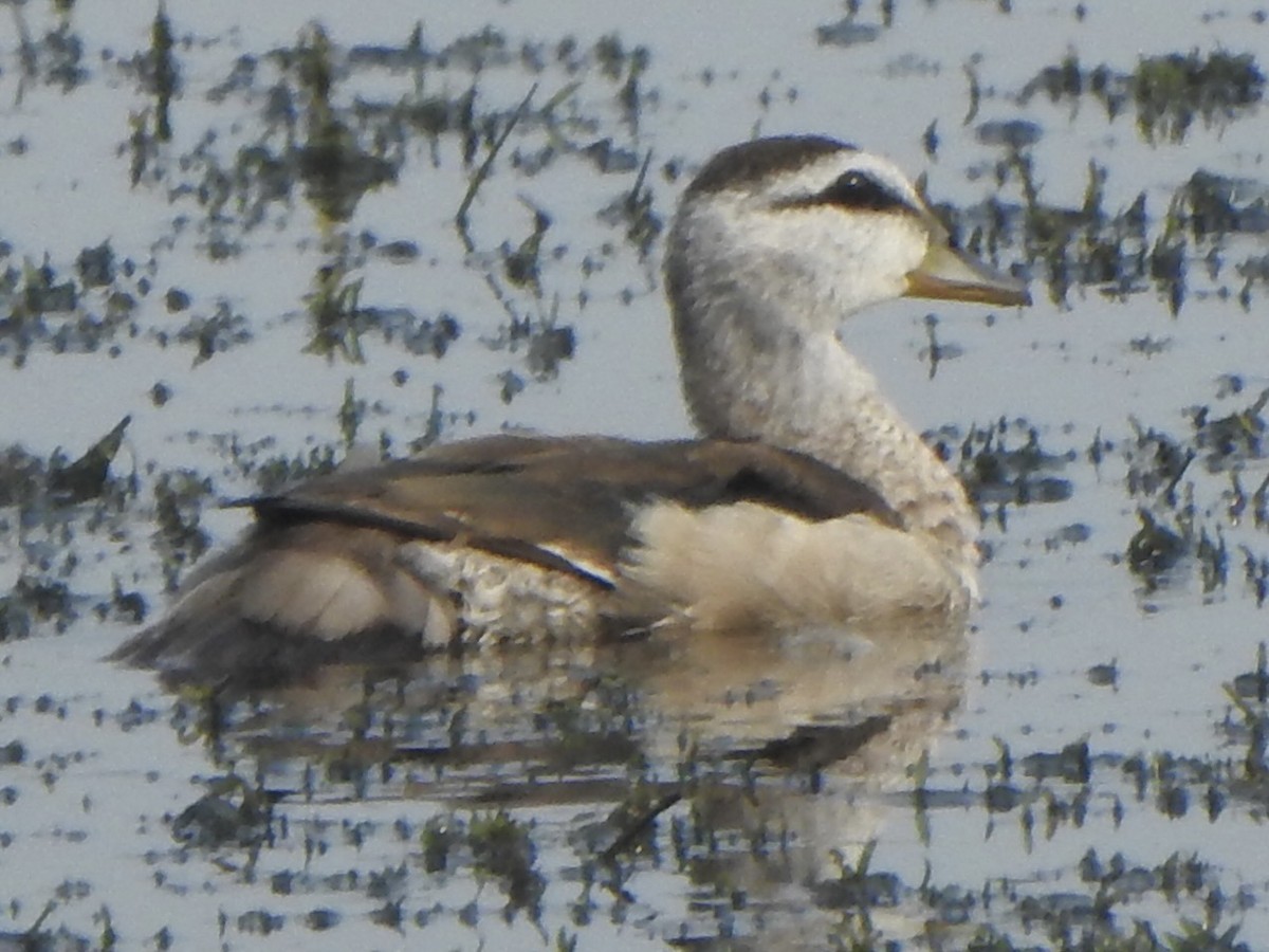 Cotton Pygmy-Goose - ML615981895