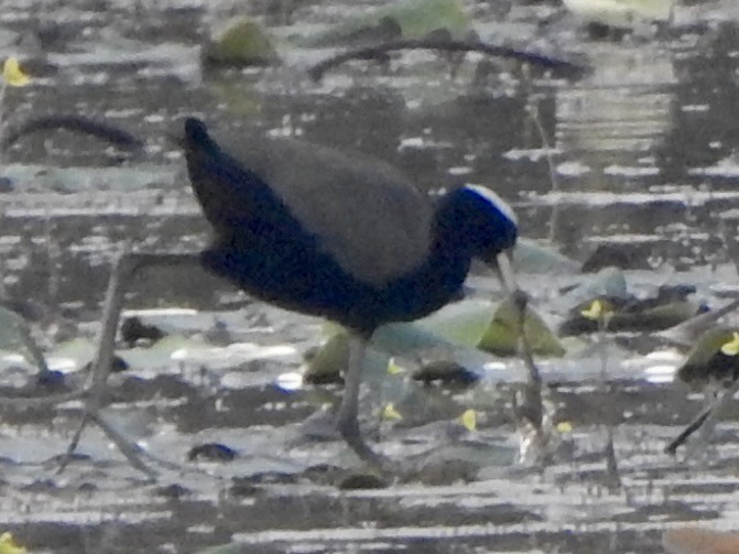 Bronze-winged Jacana - ML615981900