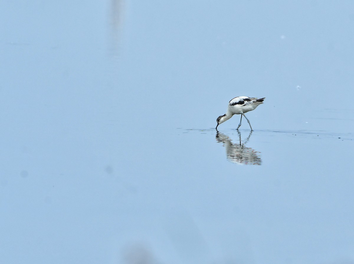 Pied Avocet - ML615981917